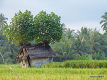 Rizière- Ubud- Bali - Indonésie